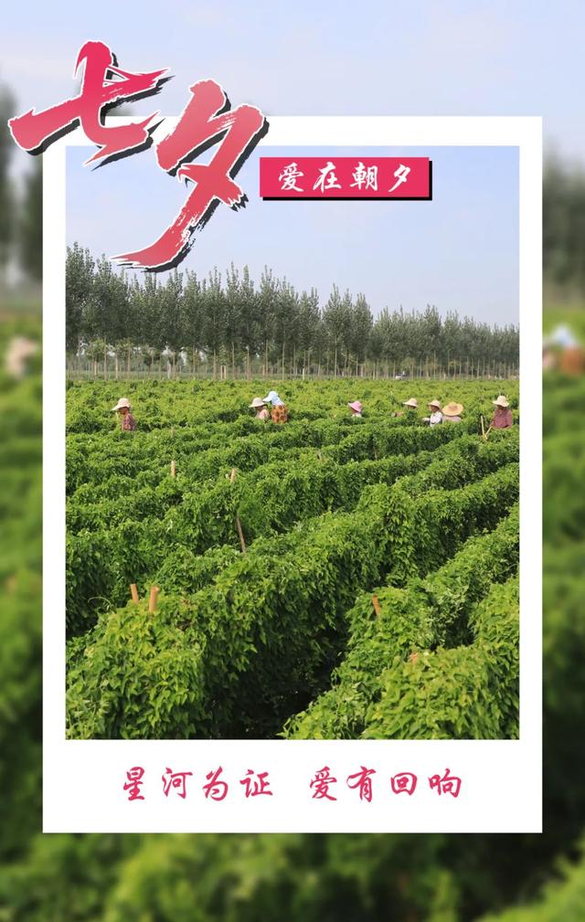 七夕遇温县，一眼即千年！