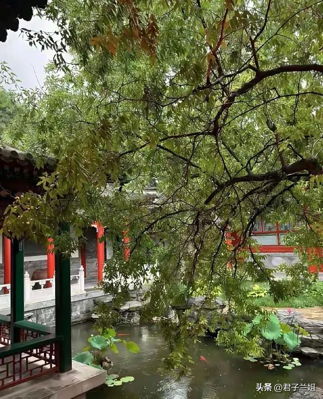 李湘在平台晒自家北京小院，大到让网友以为是景区，真的太有钱了
