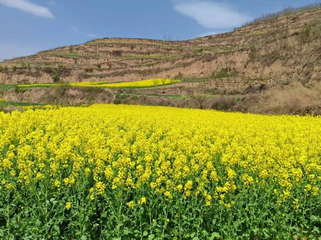 礼县滩坪镇：千亩油菜花竞相绽放 赴一场春日金色之约