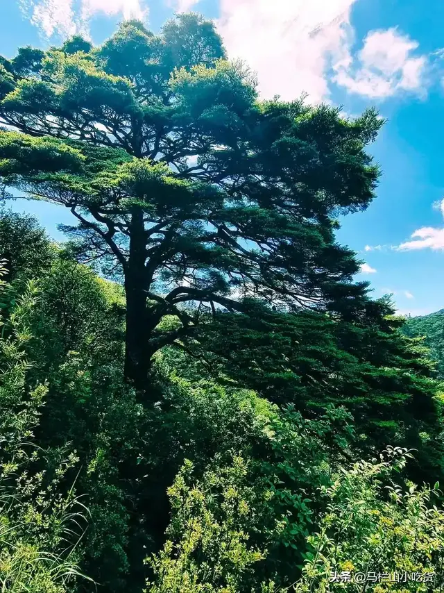 湖南屋脊打卡攻略|株洲酃峰游！
