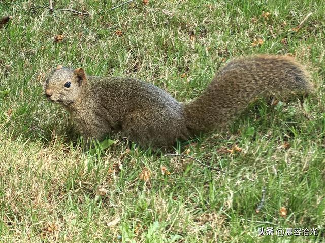当铜殿被一只松鼠赋予轻盈