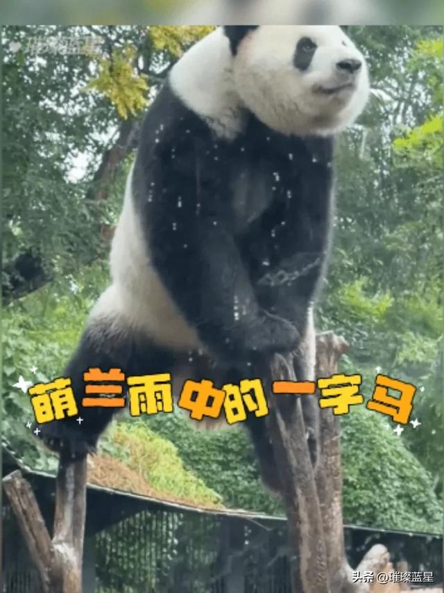国庆长假最后一天北京动物园大熊猫萌兰冒雨做最美一字马