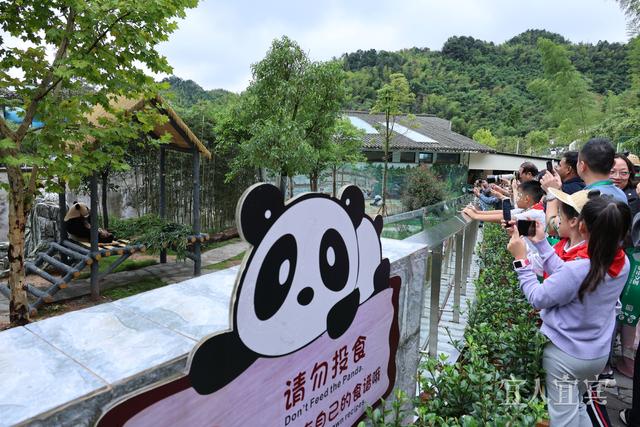 长江首城 潮流宜宾丨宜宾再添新名片！国庆假期在家门口看大熊猫