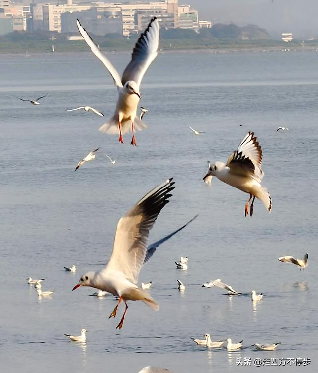 深圳湾观鸟：海舞鸟歌映盛世