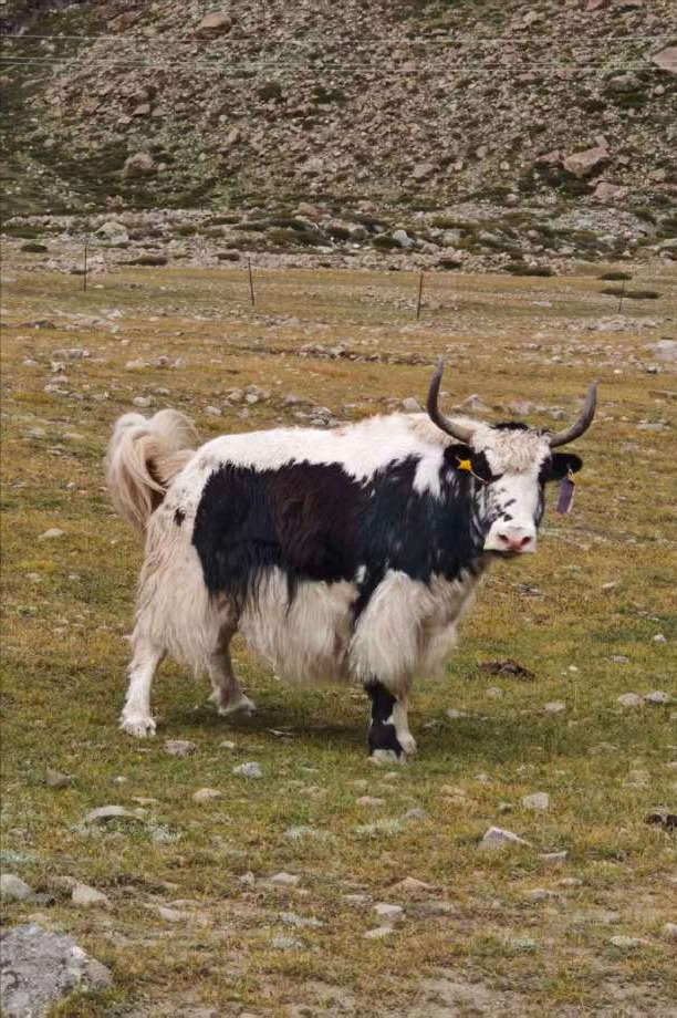 1条国道，全长10065公里，万千极致景观！50+自驾达人的终极梦想