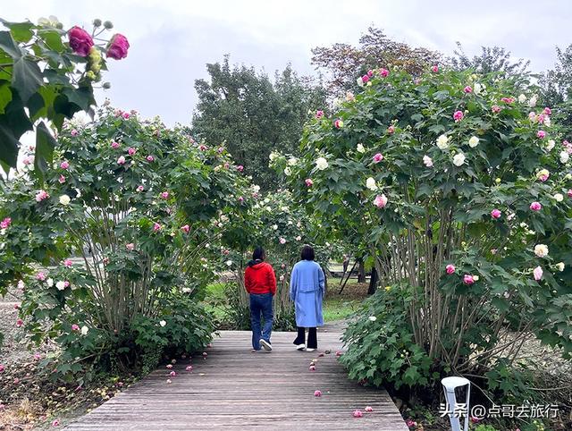 成都市区最美芙蓉花，王者风范，植物迷宫更是惊艳，不要门票！