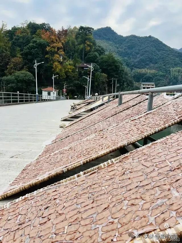 约吗？温州此处枫叶已渐红，这周末将进入赏红叶佳期！