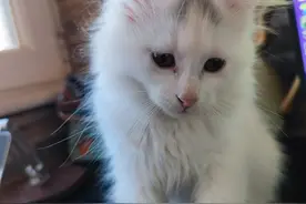 小猫咪几个月算成年？图片