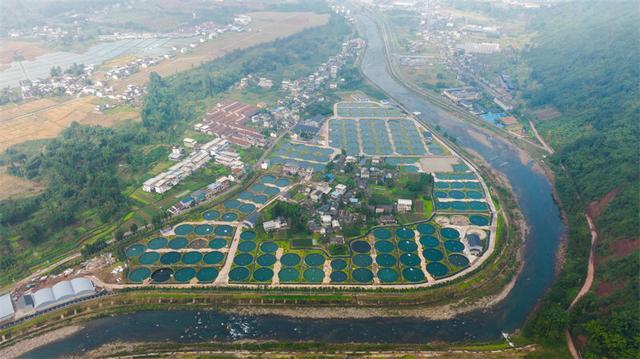 四川荥经：用执着守护成就大熊猫的诗画家园