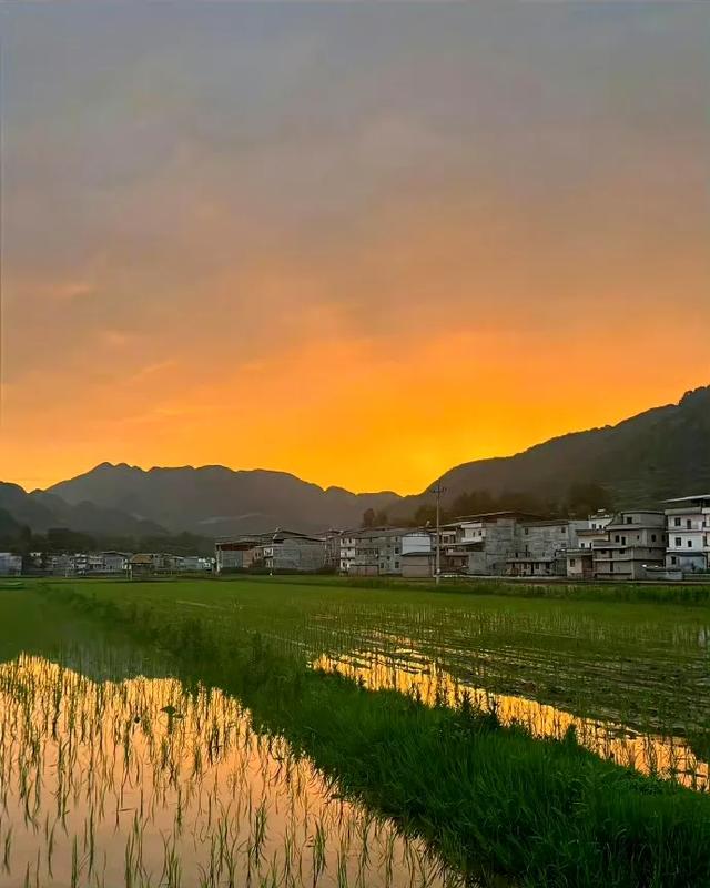 头像|但得黄昏无限好，何妨惆怅近黄昏