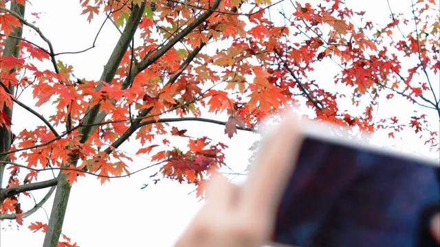 在眉山天府新区，遇见五彩斑斓的初冬！