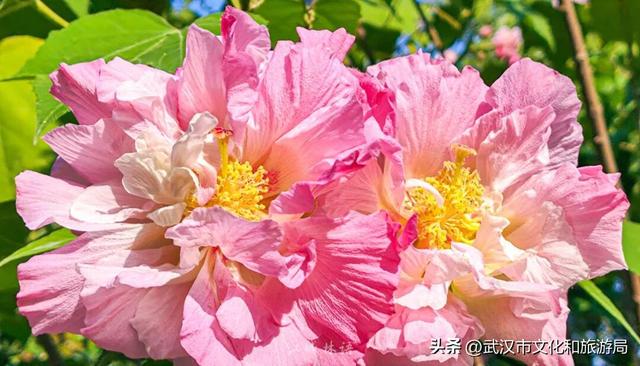 花色一日三变！武汉秋日木芙蓉花海上线