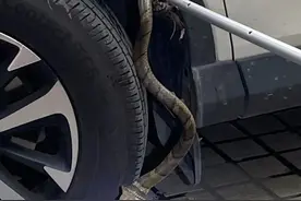 视频疯传！眼镜蛇爬进小区私家车里，网友直呼头皮发麻！图片