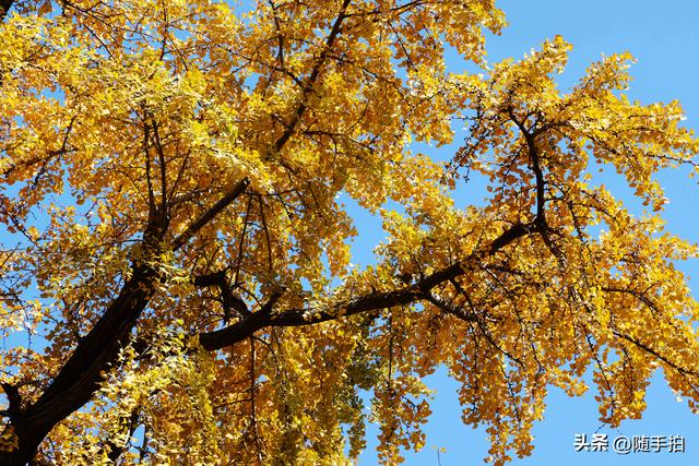 又是一年银杏璀璨时,上海闵行一棵300余年古银杏树进入醉美时刻