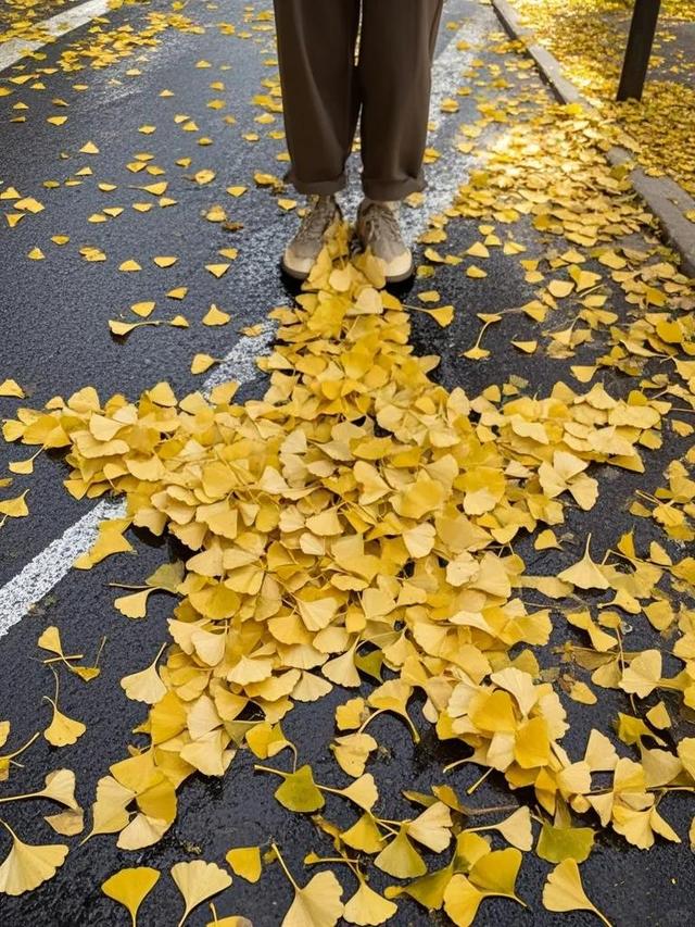 秋枫黄叶起，我们去看树叶落下来……
