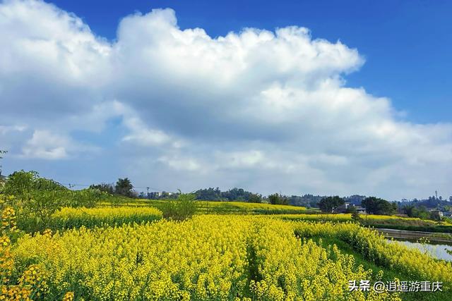 西彭新民村：万亩金浪入画来，重庆藏着个金色童话