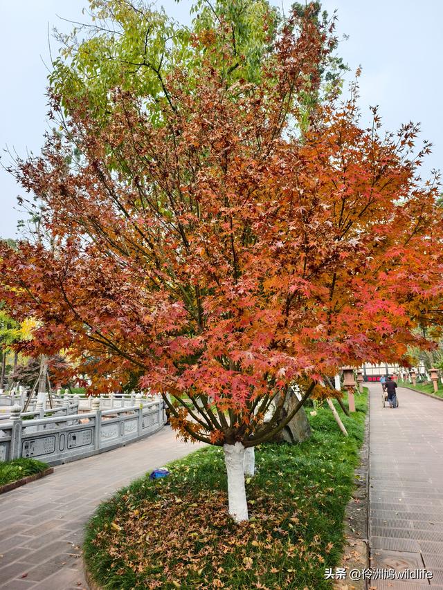 成都徒步（71）·昭觉寺银杏&升仙湖水杉