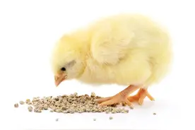 买小鸡公母分不清？5招教你快速辨别！图片