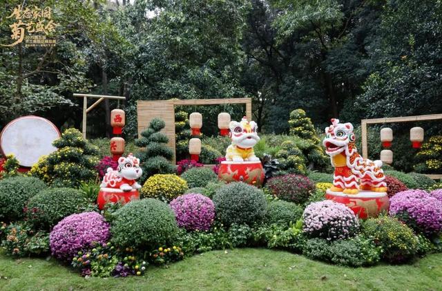 不愧是顶流！一大早就红了，人挤人持续好多天！萧山人家门口也有······