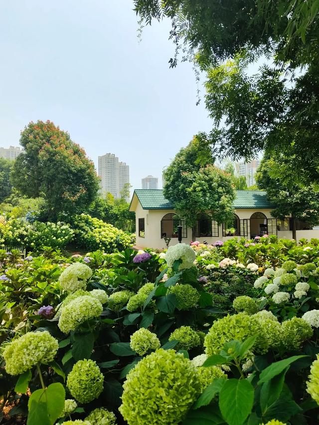 昆明绣球花界的莫奈花园——潘祥记梦橙花园密境
