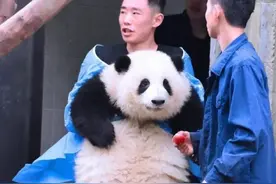 谁说大熊猫花花没有攻击力！她几乎伤害了每个抱她的饲养员图片