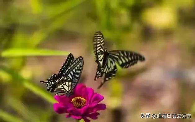 我搭伙过3个女人，发现女人过了55岁还找男人，无非就3个原因