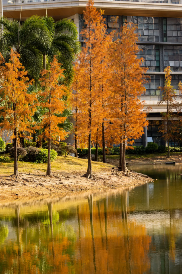 惠聚美好丨博罗的落羽杉，红了！