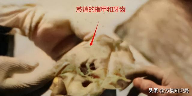 1983年慈禧墓开棺老照片：出土时全身长白毛，牙齿和指甲保存完整