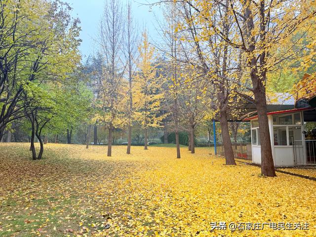 石家庄市裕西公园赏叶美景上线邀您打卡