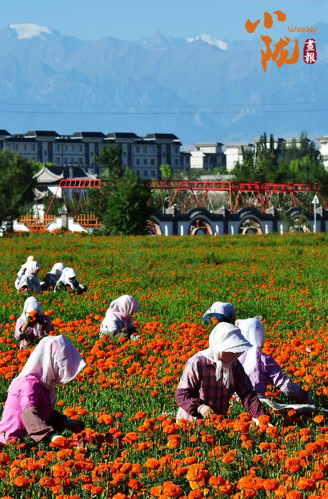【小陇画报·413期】多彩民乐 诗意盎然的秋日画卷