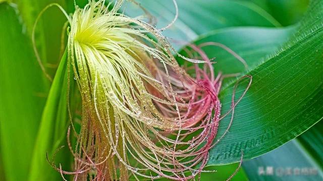 玉米须用陈醋泡7天，试了3天很管用	，老祖宗的土方法，太实用了