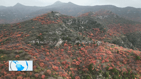 国营林场：漫山红叶绘就秋日生态画卷