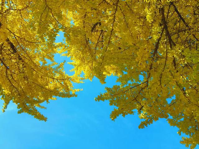 丽江480岁古银杏黄了！白沙古镇里藏着一个金色的浪漫