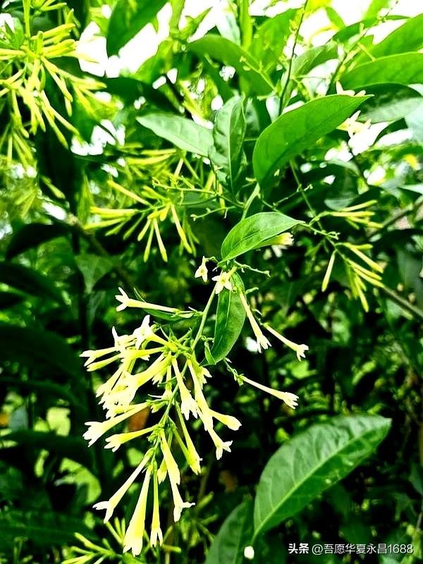阴花不能进阳宅。这5种花“打死”也不养，家里若有？快挪走！