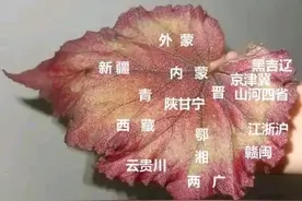 泣血海棠图片