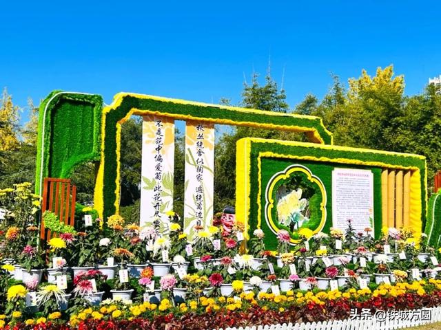 菊香满邵武！第二十届菊花艺术展惊艳绽放，邀你共赏秋韵