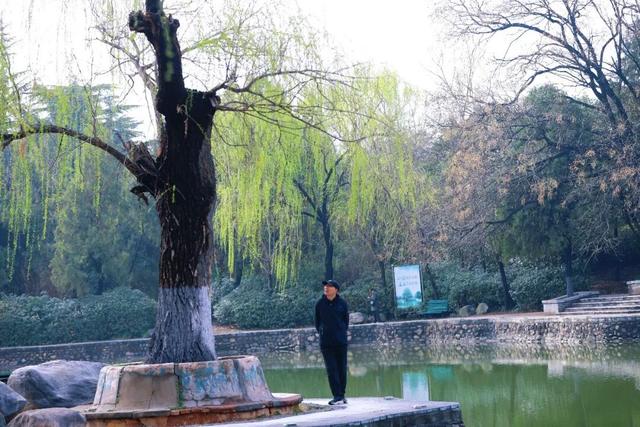 三月的人民公园一湖垂柳醉春风