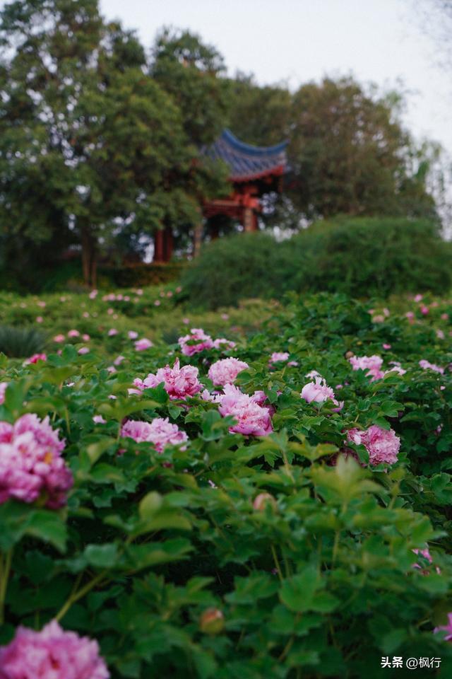 唯有洛阳，能让牡丹不只是花，而是历史本身