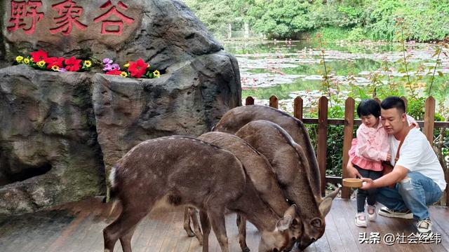 每日一景|西双版纳野象谷风景区
