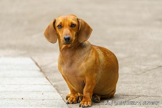 寿命最长的10种狗VS最短的10种狗！第一名能活20年+