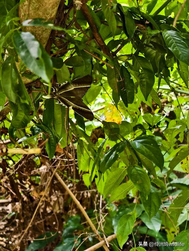 马来西亚(32)砂拉越州⑥世界遗产尼亚洞窟探险