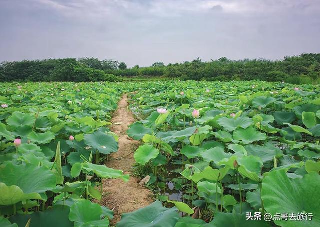 成都最近的山地荷花，人在画中超级壮观，不要门票，还可买荷花