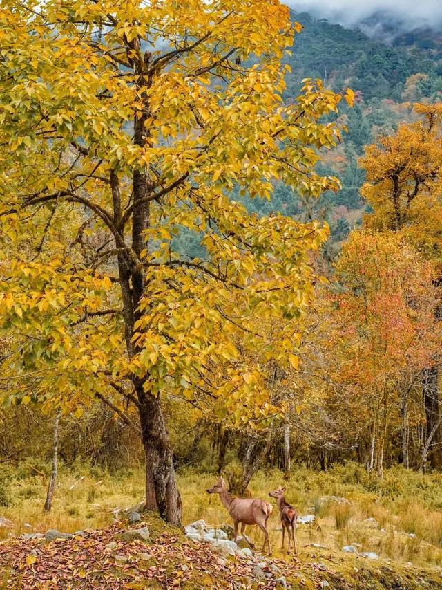 喇叭河五彩斑斓的秋天，就这样闯闯闯入视野！