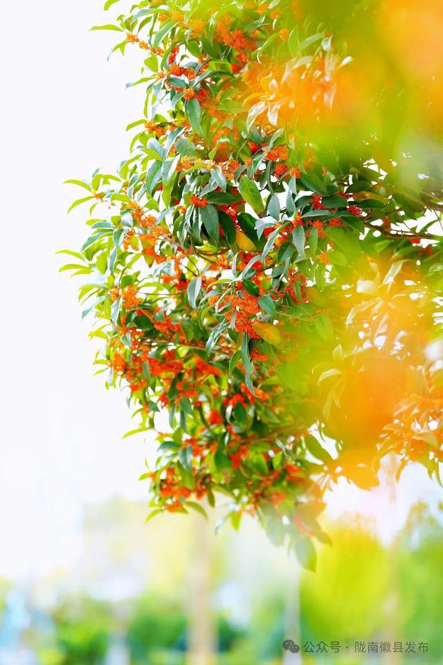 徽县：被桂花签收的秋天