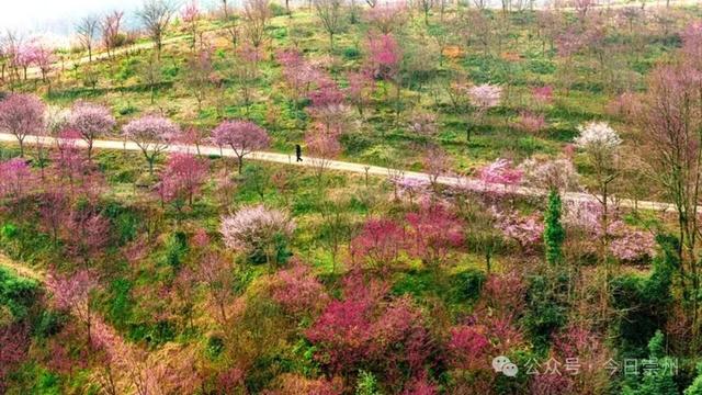 崇州的樱花，开啦！！!