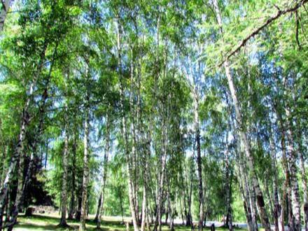 新疆旅游：喀纳斯梦幻之旅全景大扫描（图）