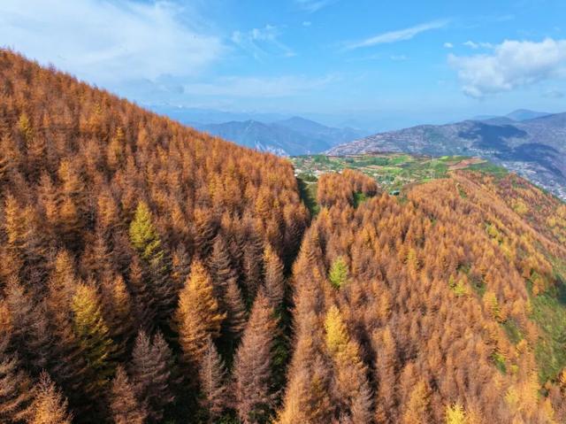 毛羽山，万亩松林鎏金。