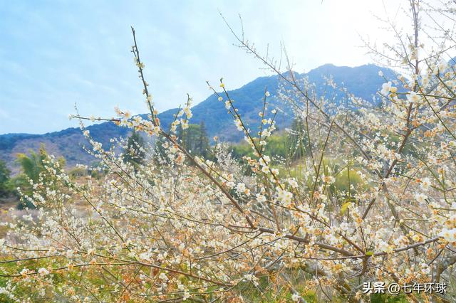 南方人有自己的雪：永泰赏梅指南