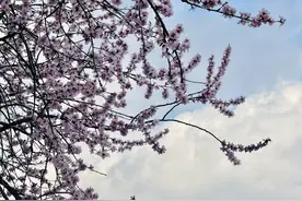 市州赏花地图 | 花开满途香 春日绽芳华图片