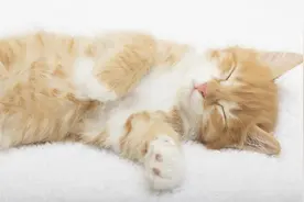 猫奴必看！弓形虫可能正在操控你的大脑图片